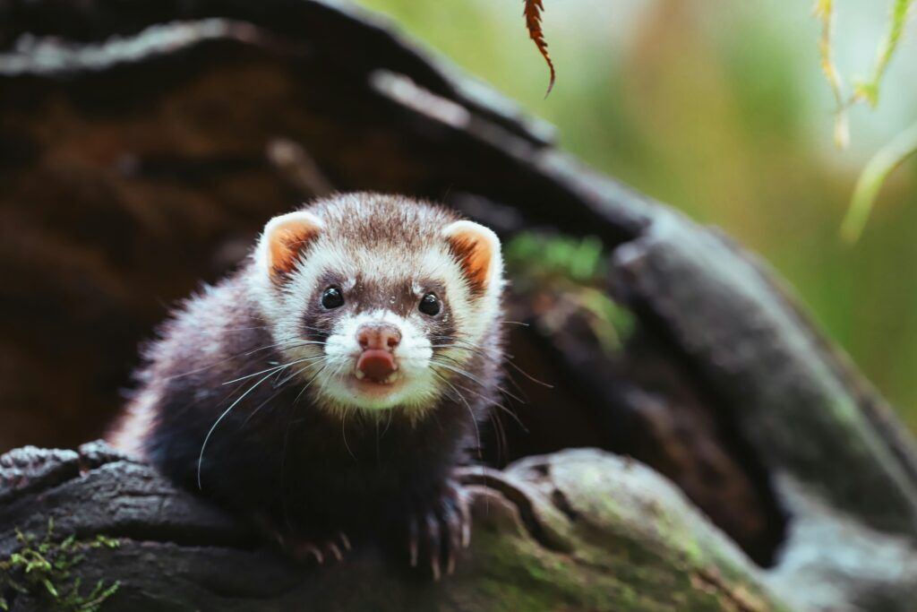 Putois : un animal discret qui suscite des inquiétudes dans certaines régions